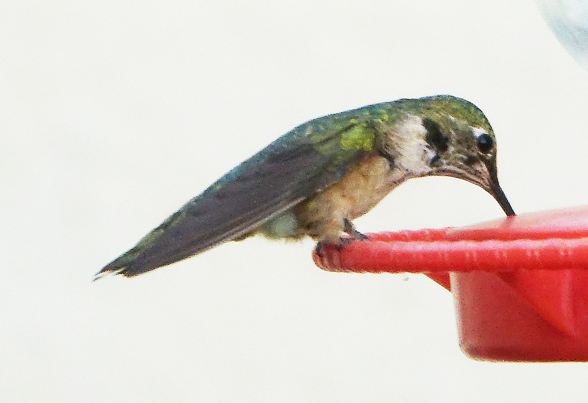 Broad-tailed Hummingbird - ML623909212