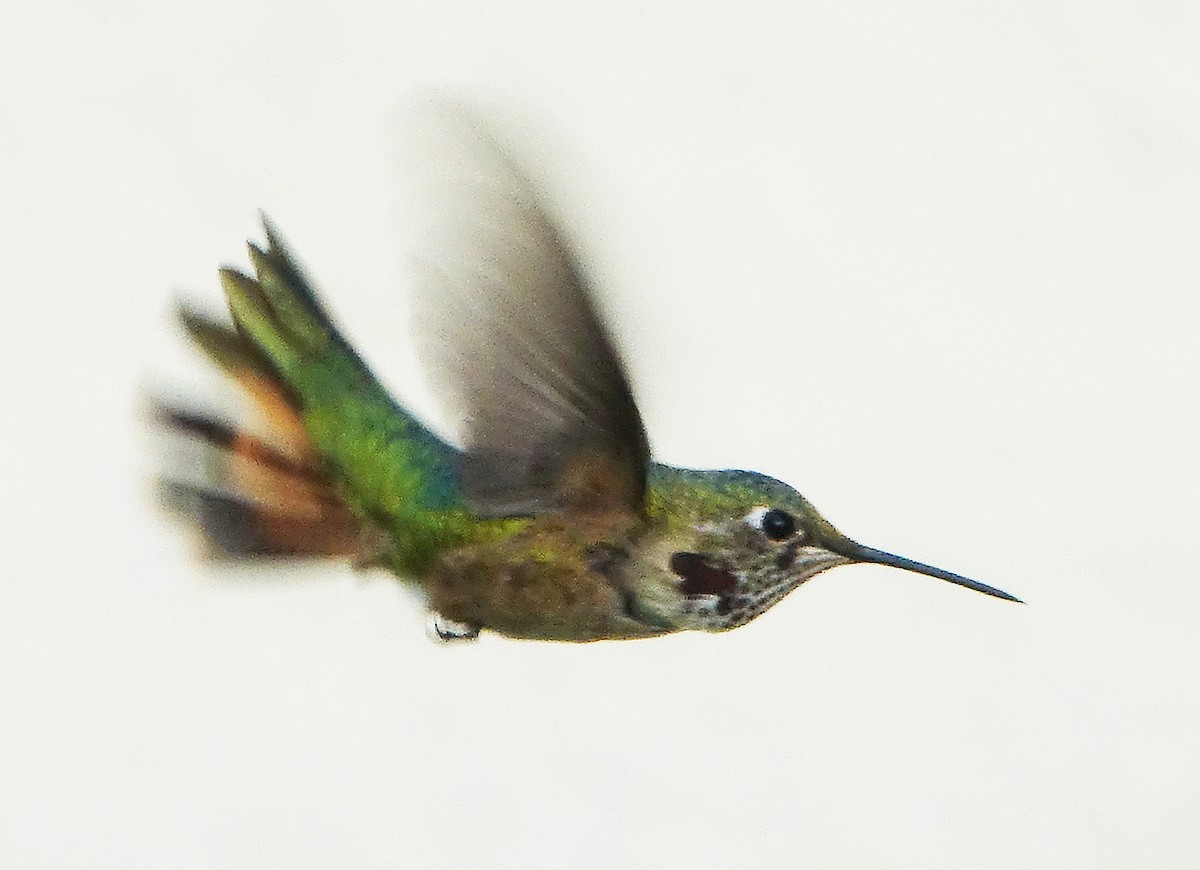 Broad-tailed Hummingbird - ML623909213