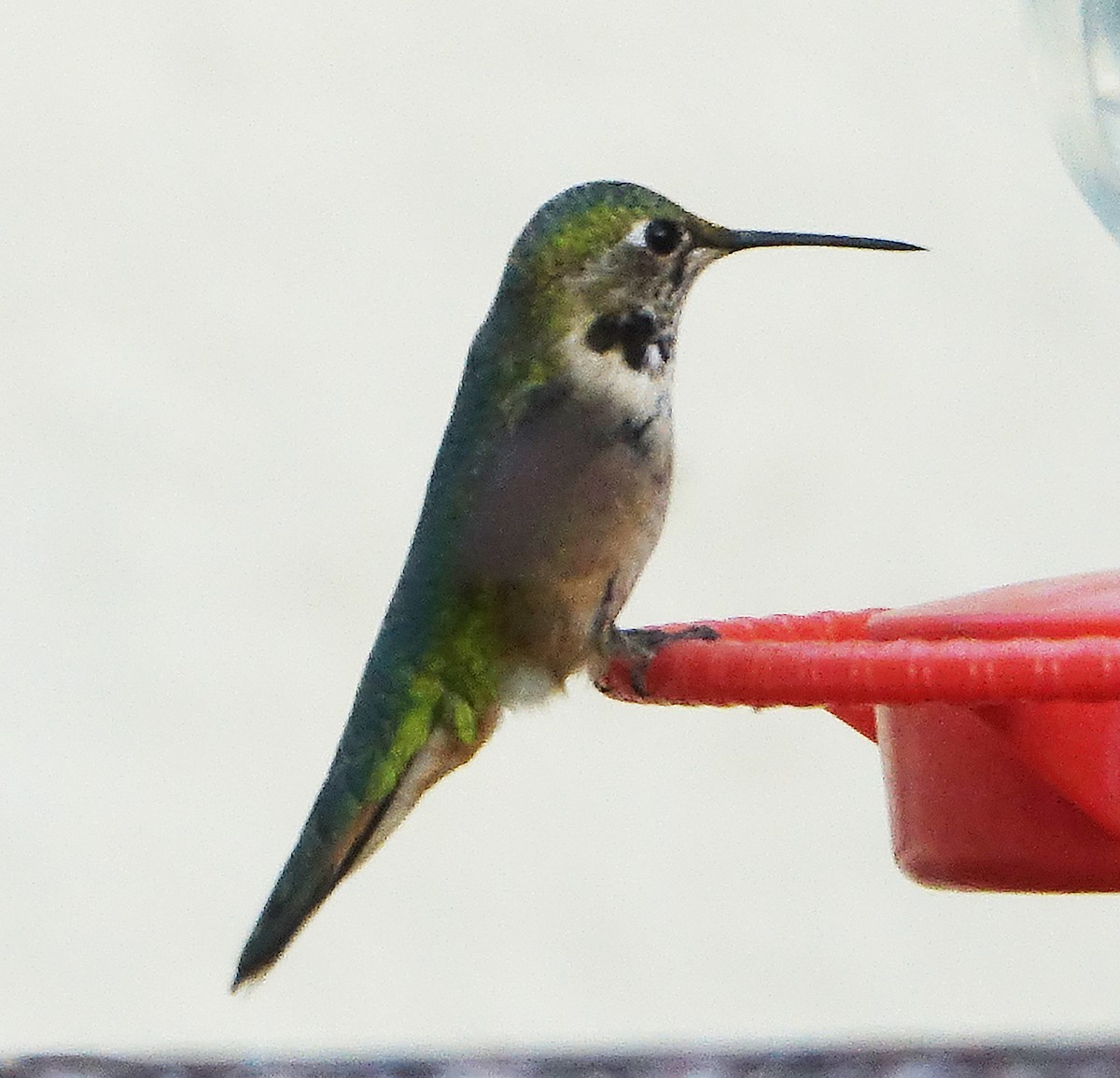 Broad-tailed Hummingbird - ML623909215