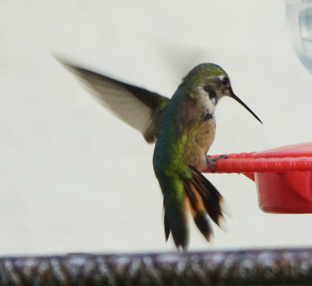 Broad-tailed Hummingbird - ML623909216