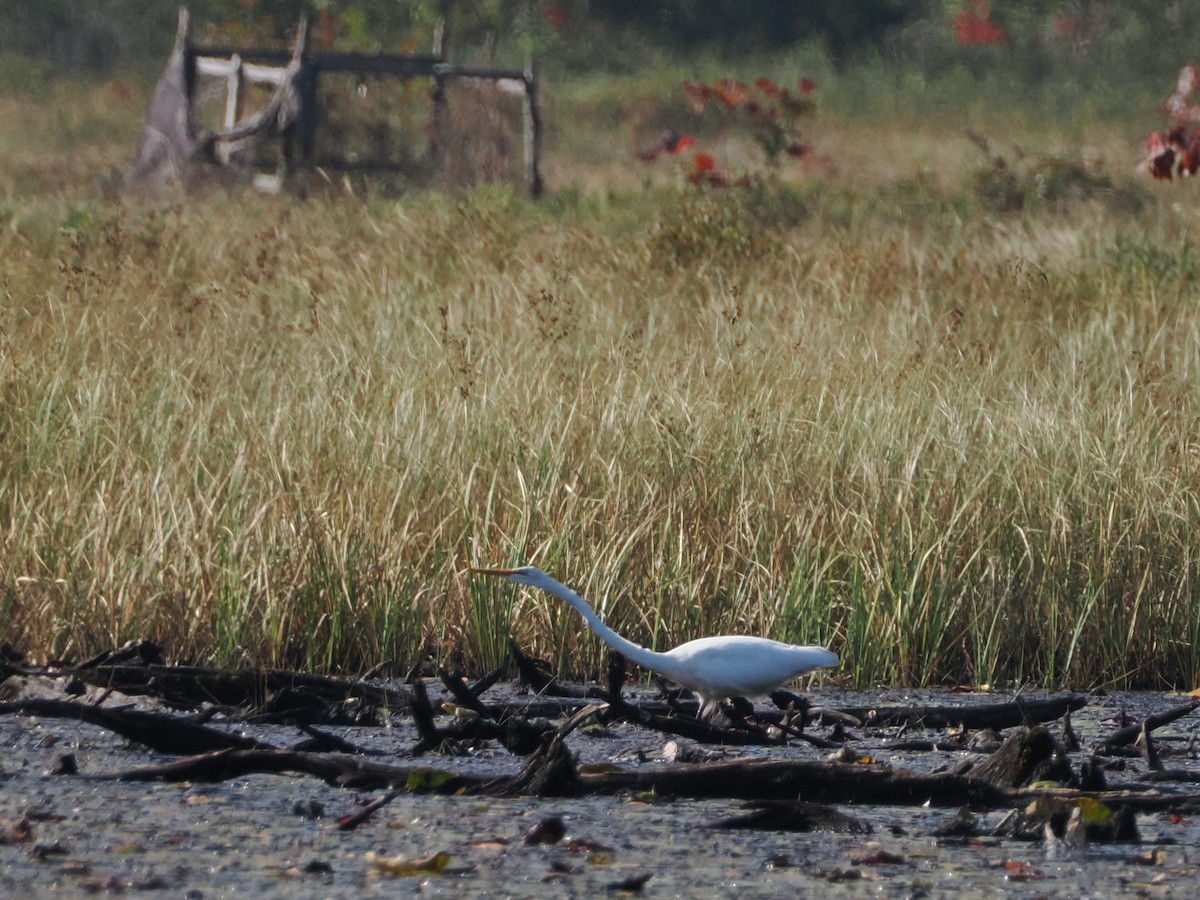 Great Egret - ML623909219