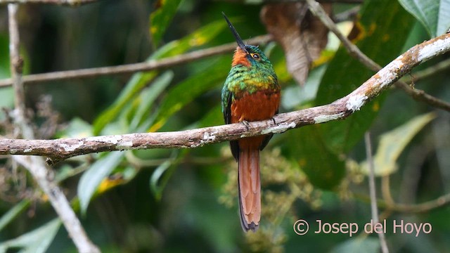 Coppery-chested Jacamar - ML623909226