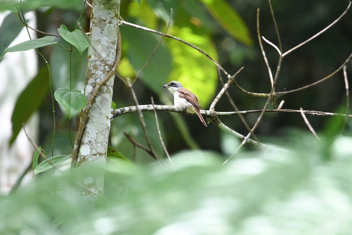 Tiger Shrike - Minudika Malshan