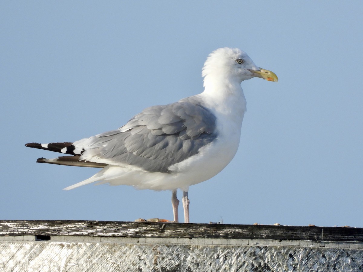 American Herring Gull - ML623909239