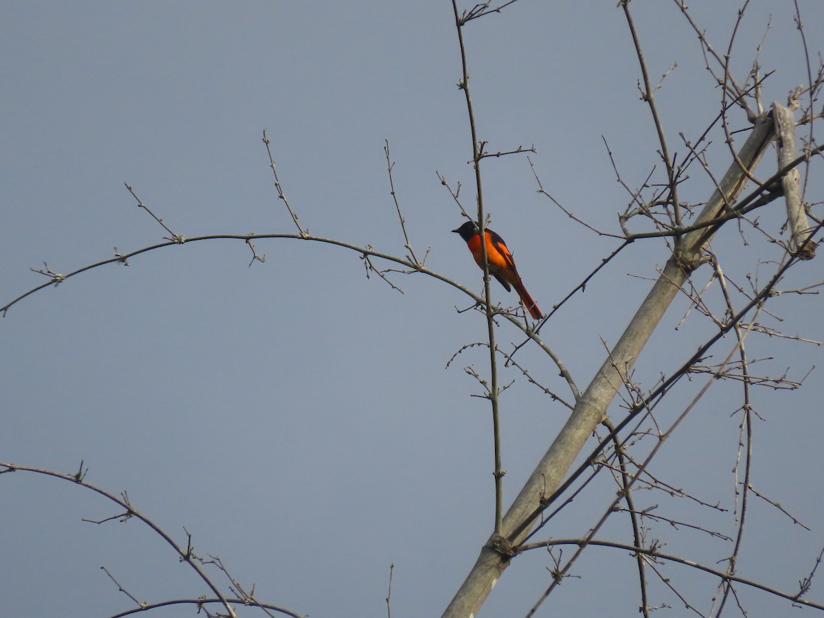 Orangemennigvogel - ML623909242