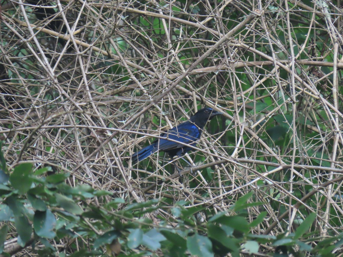 Malabar Whistling-Thrush - ML623909245