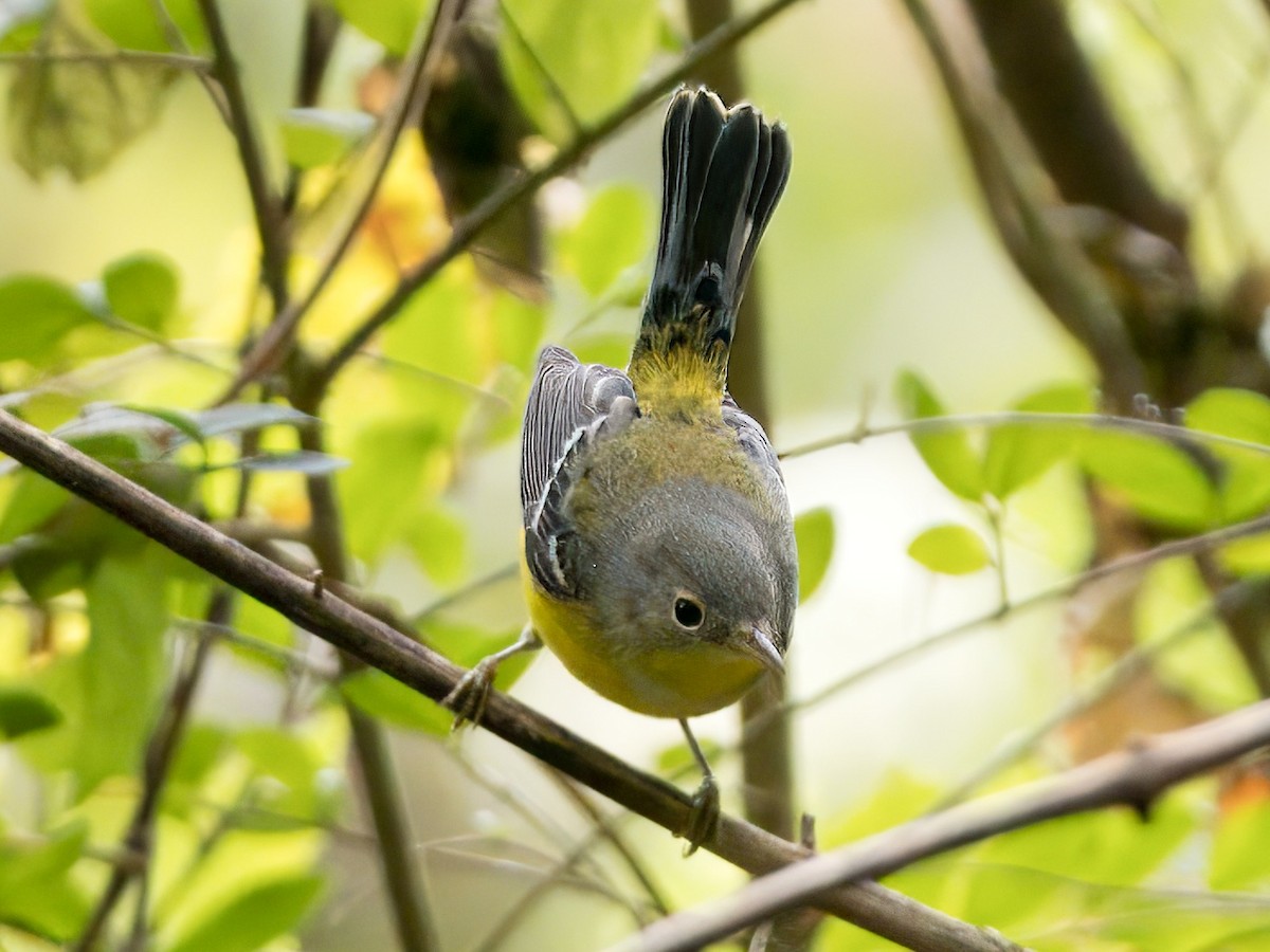 Magnolia Warbler - ML623909254