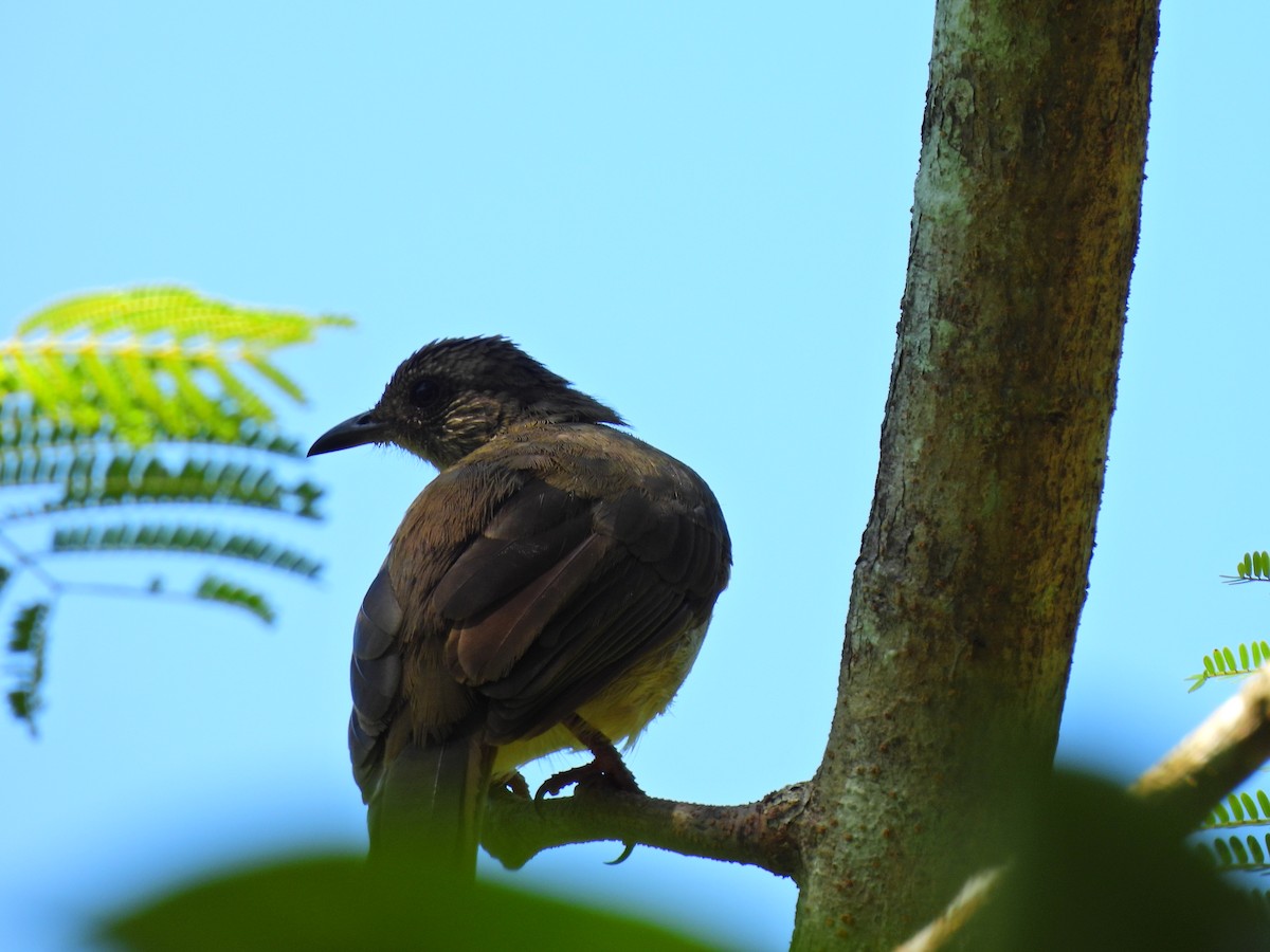 Bulbul de Palawan - ML623909259