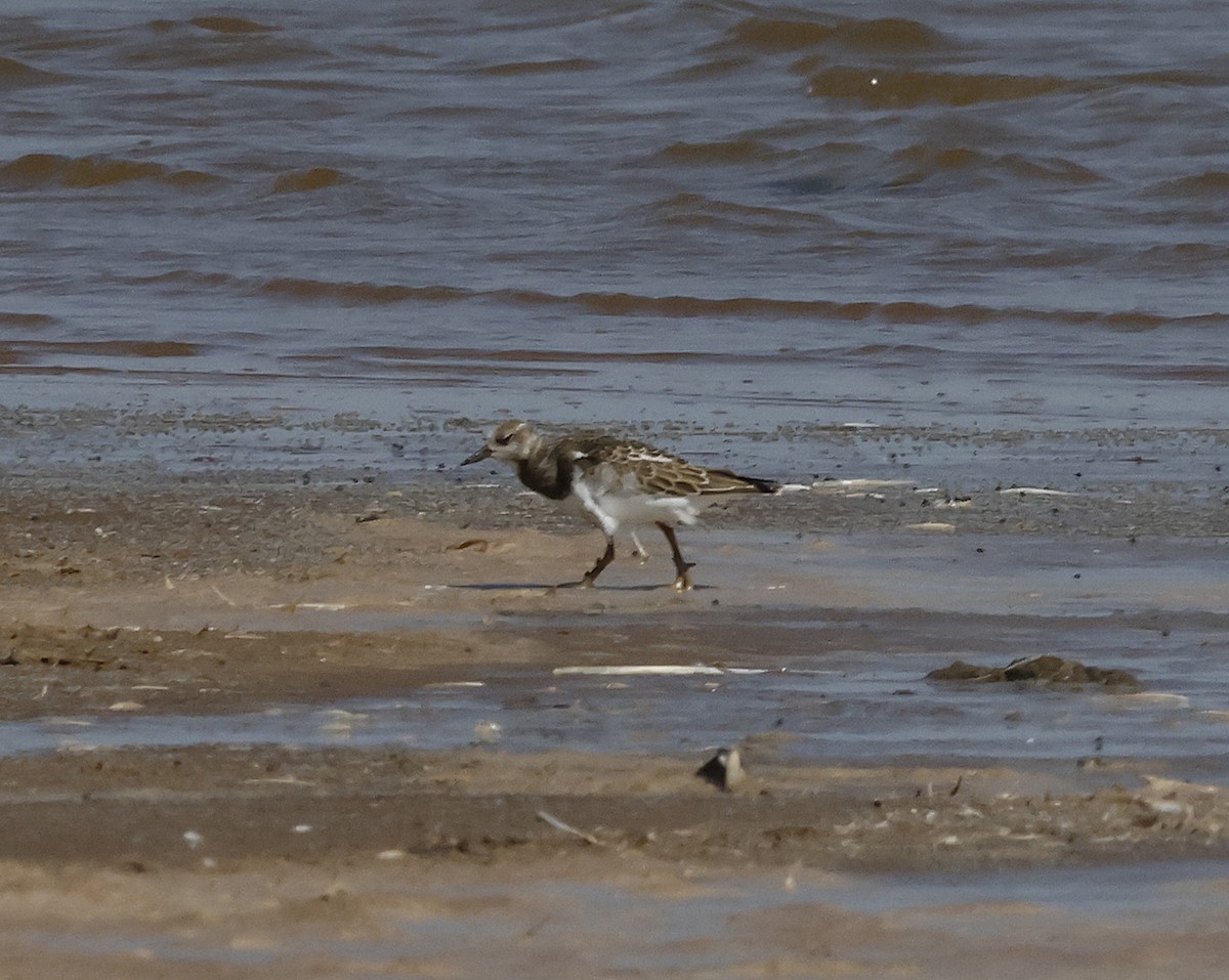 Ruddy Turnstone - Joe Grzybowski