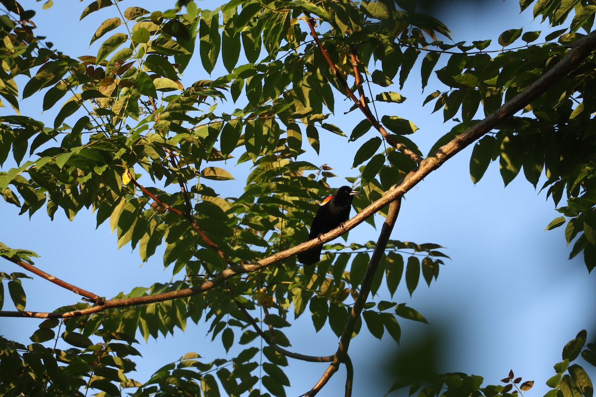 Red-winged Blackbird - ML623909272