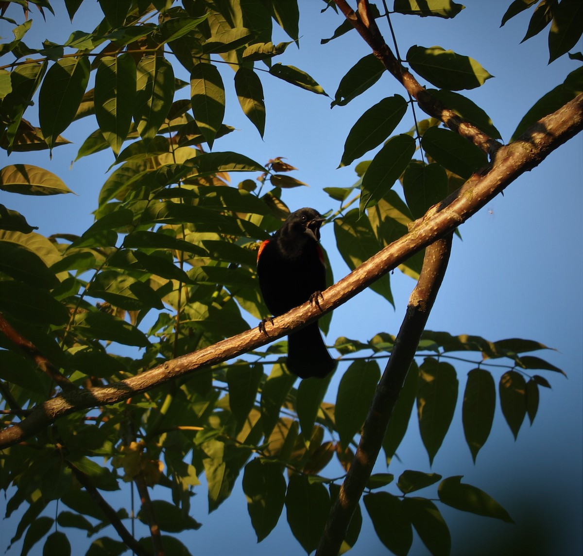 Red-winged Blackbird - ML623909275