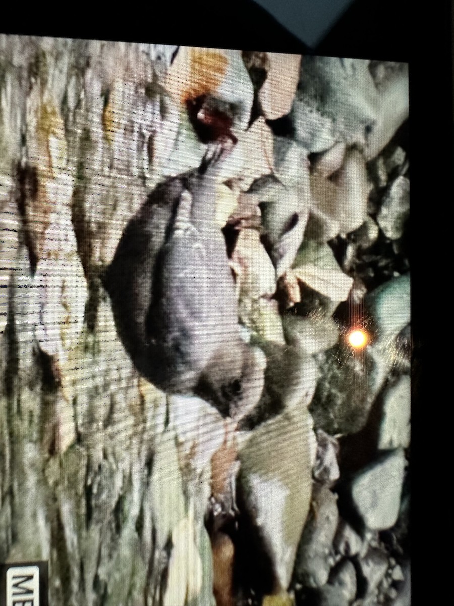 American Dipper - ML623909277