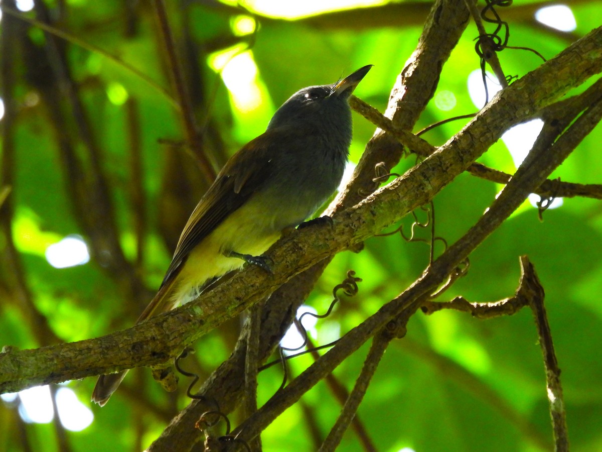 Monarca Colilargo de Palawan - ML623909278