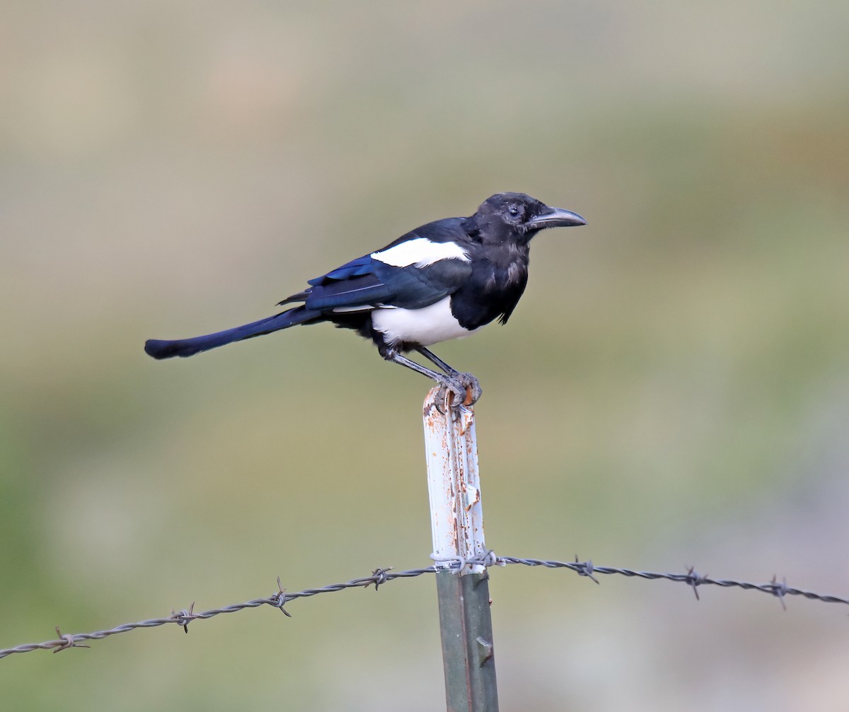 Black-billed Magpie - ML623909296