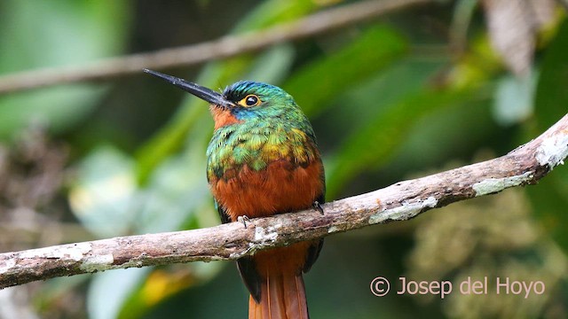 Coppery-chested Jacamar - ML623909299