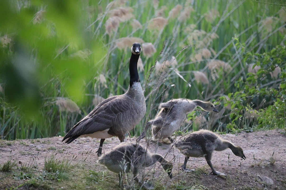 Canada Goose - ML623909311