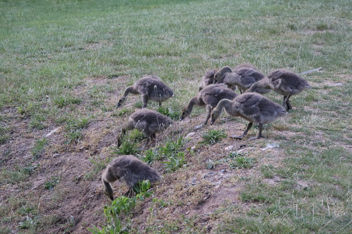 Canada Goose - ML623909323