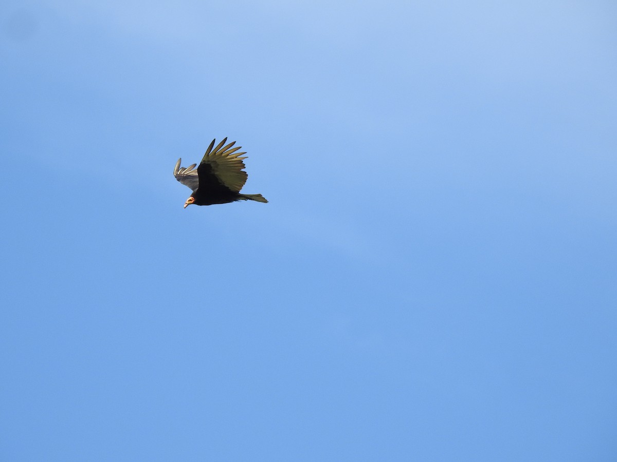 Lesser Yellow-headed Vulture - ML623909346