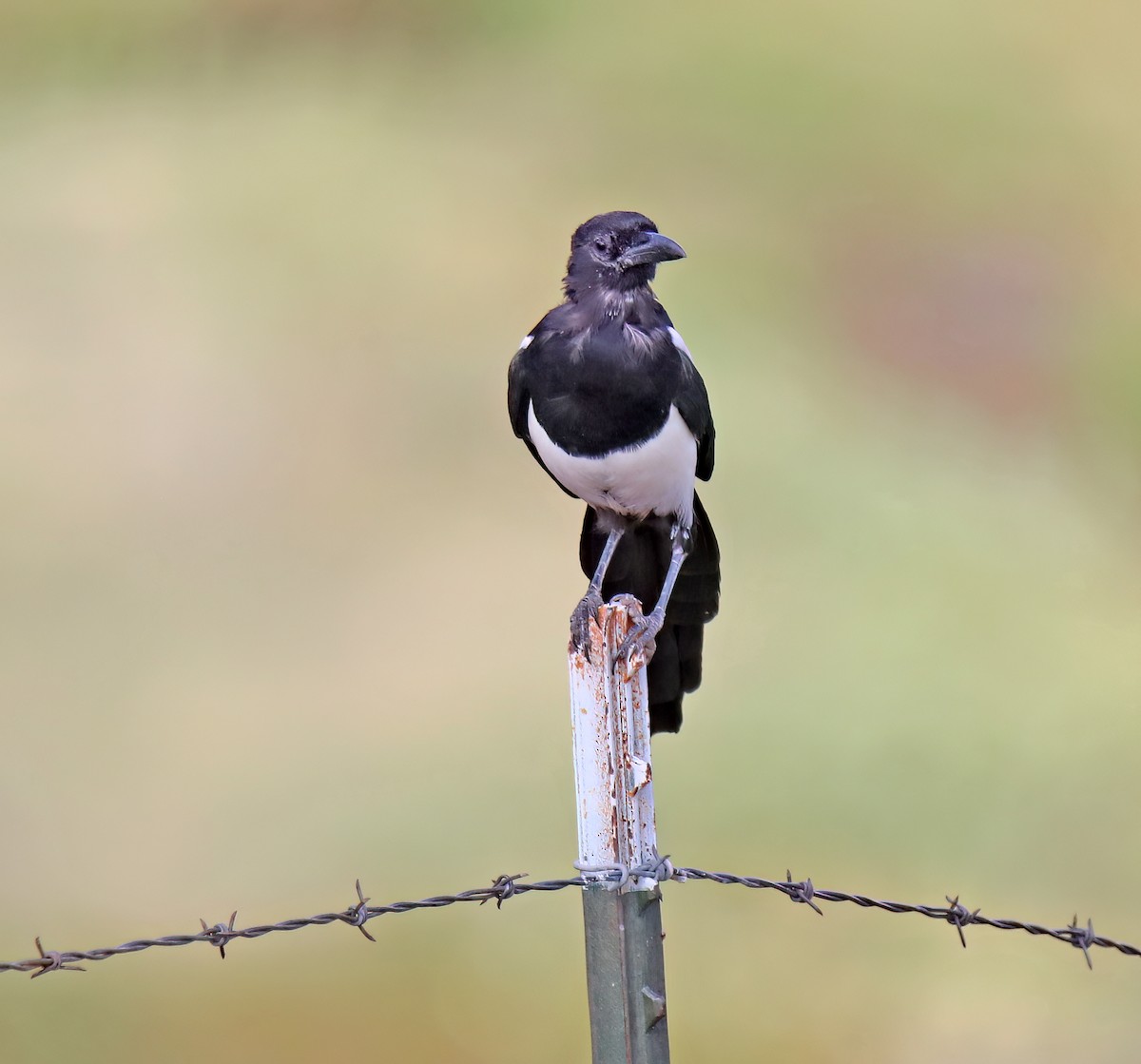 Black-billed Magpie - ML623909352