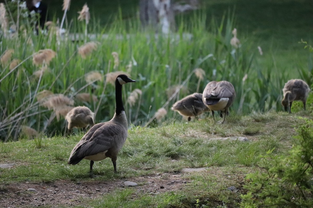 Canada Goose - ML623909383