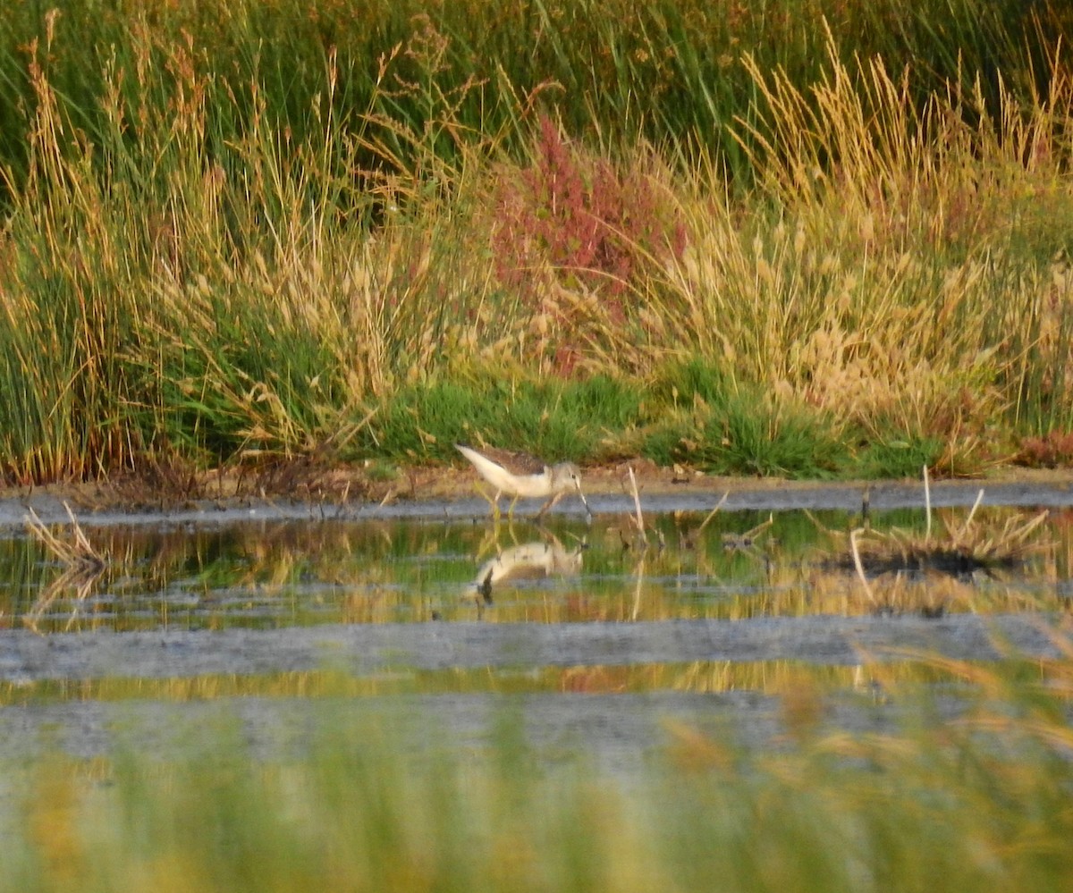 Wood Sandpiper - ML623909390