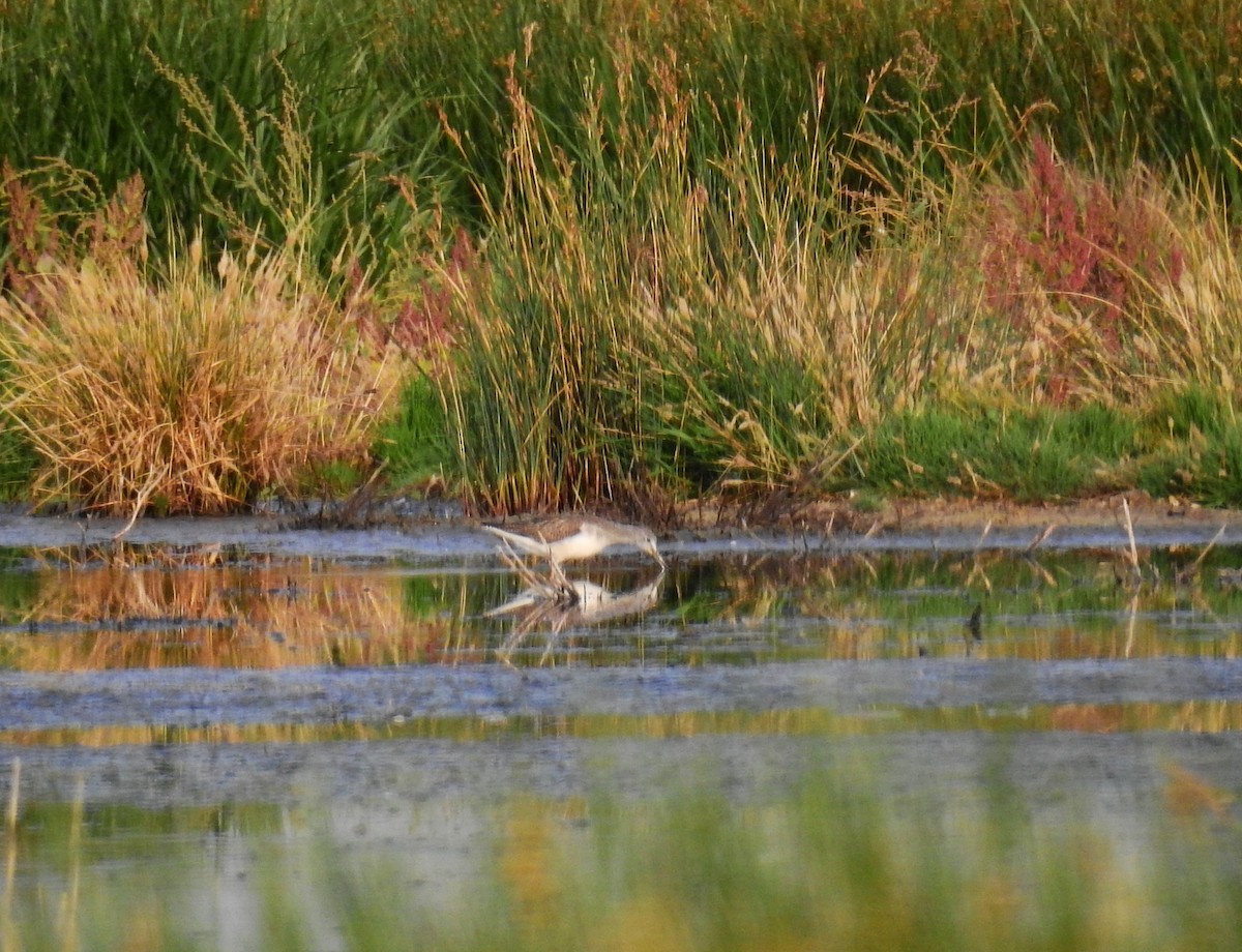 Wood Sandpiper - ML623909393