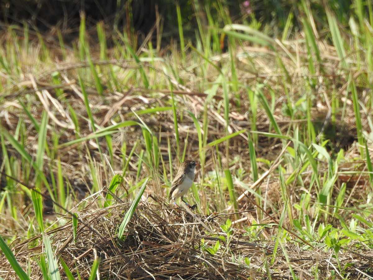 Strange-tailed Tyrant - ML623909394