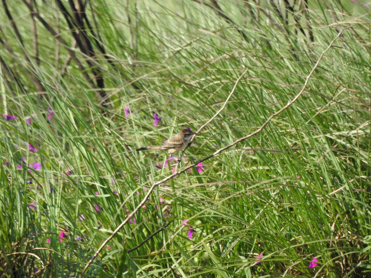 Strange-tailed Tyrant - ML623909395