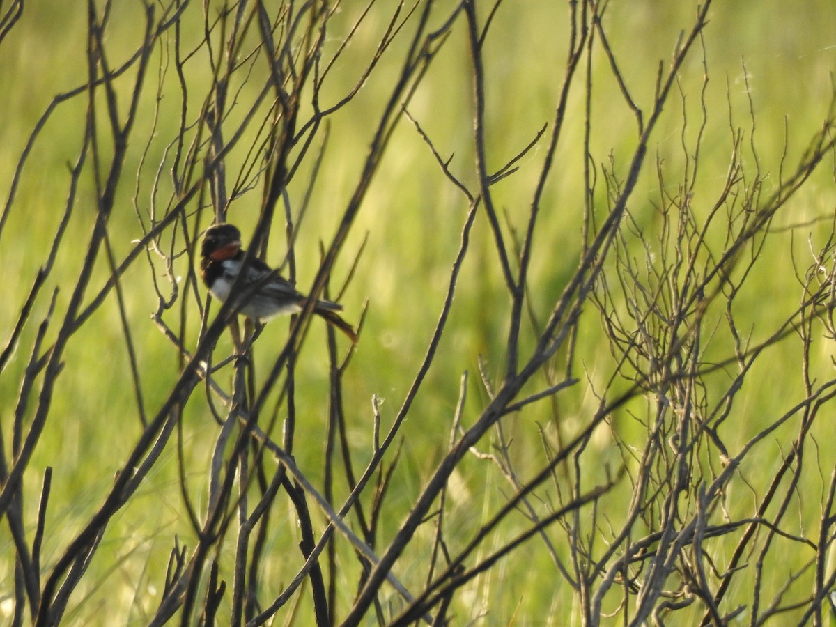 Strange-tailed Tyrant - ML623909396