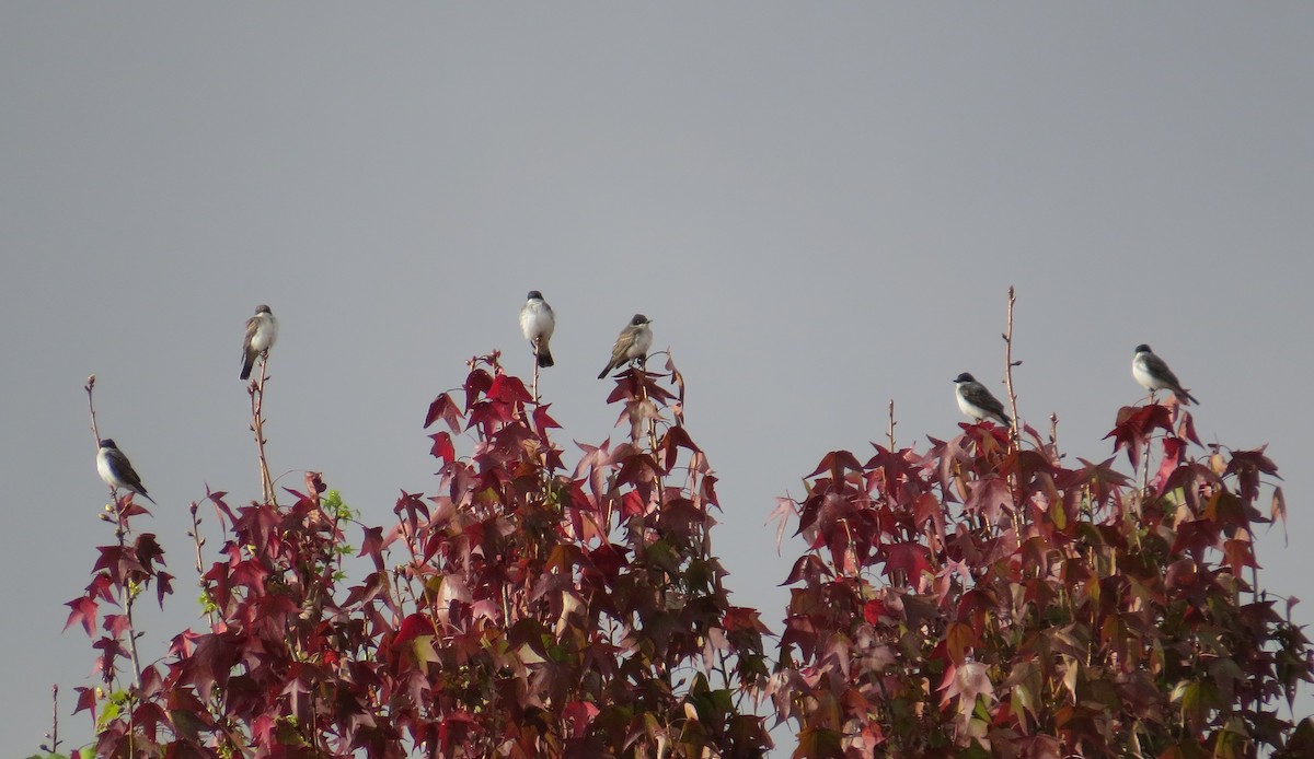 Eastern Kingbird - ML623909408