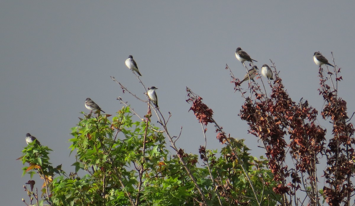 Eastern Kingbird - ML623909409