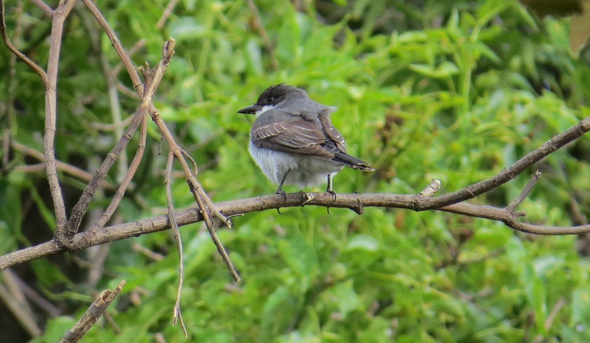 Eastern Kingbird - ML623909410