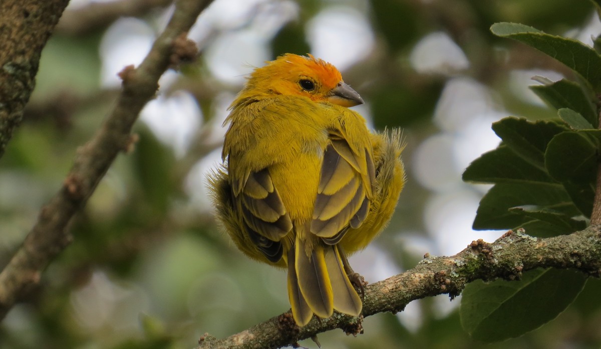 Saffron Finch - ML623909412