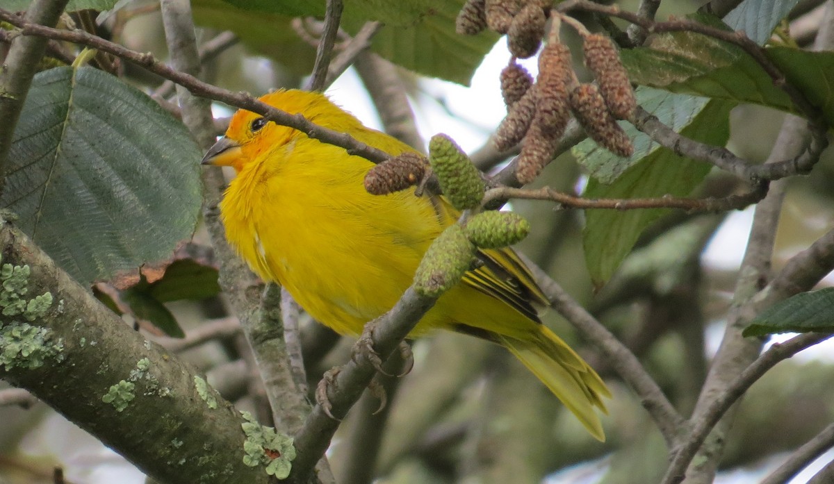 Saffron Finch - ML623909413