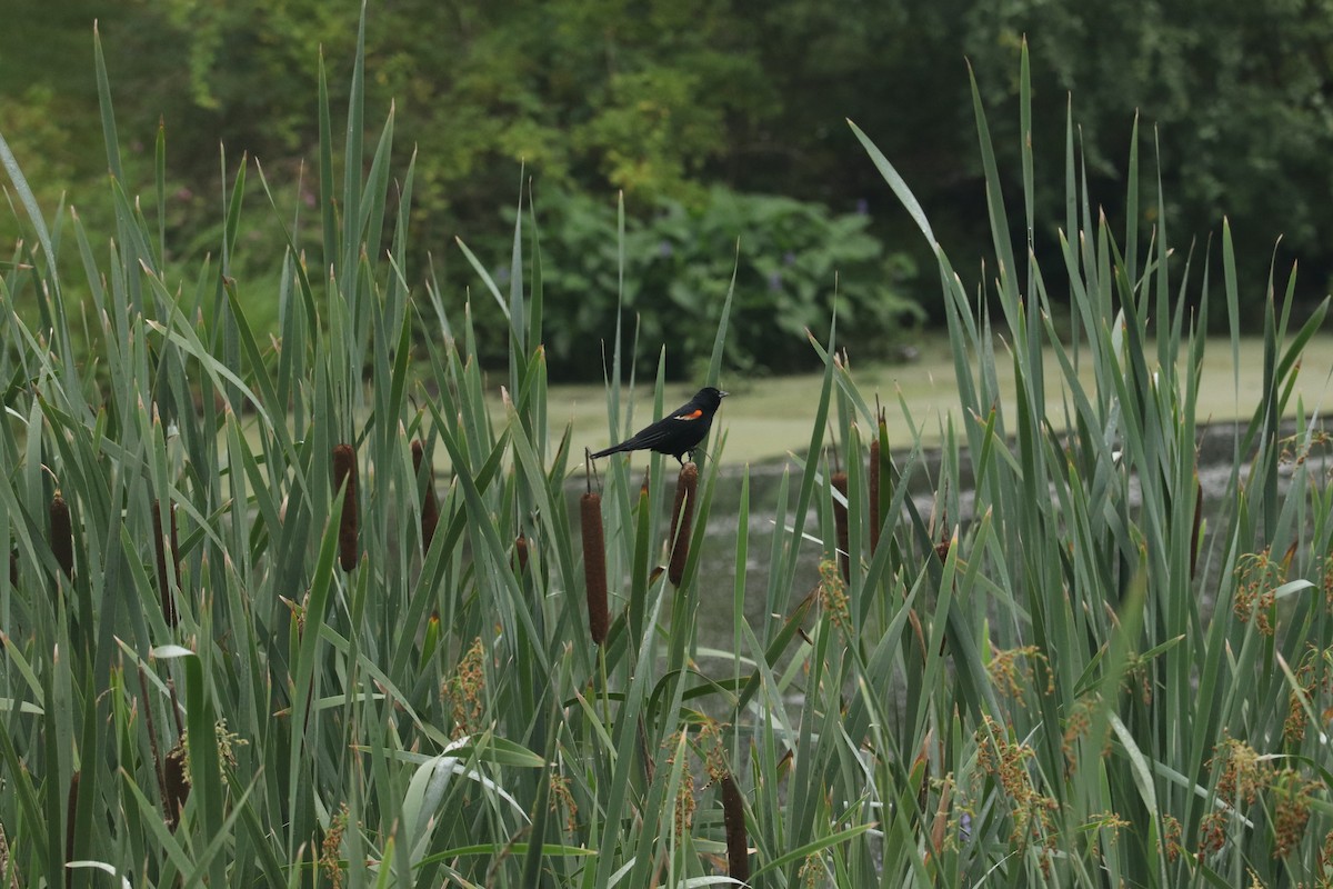 Red-winged Blackbird - ML623909460