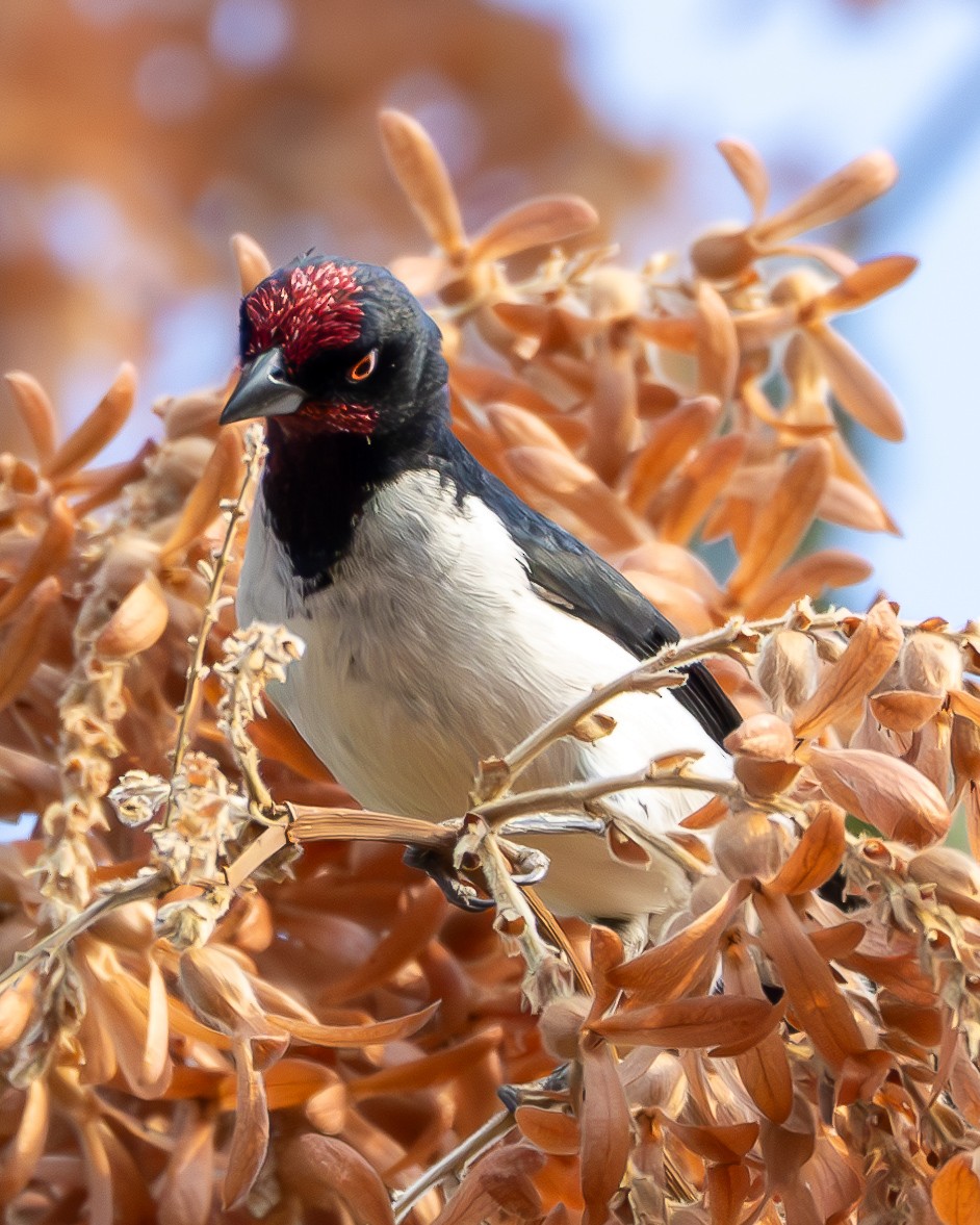 Crimson-fronted Cardinal (Araguaia) - ML623909464