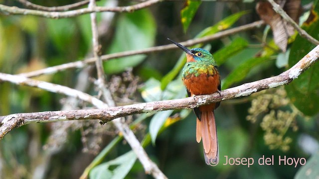 Coppery-chested Jacamar - ML623909466