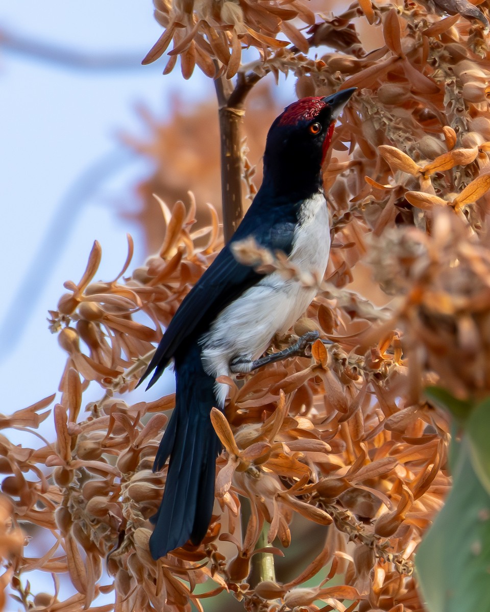 Crimson-fronted Cardinal (Araguaia) - ML623909468