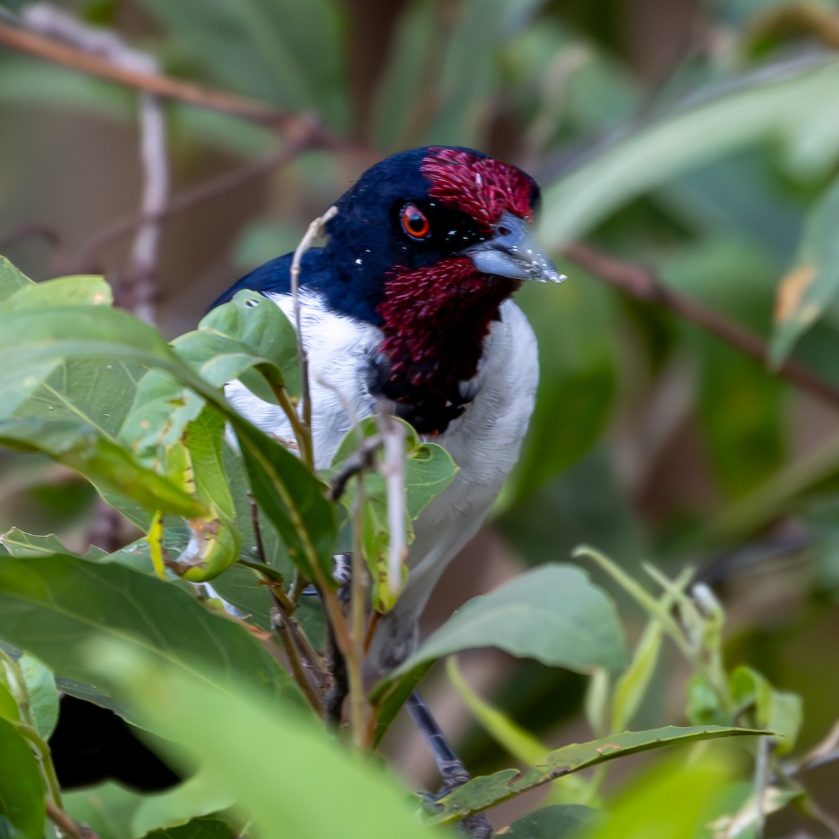 Crimson-fronted Cardinal (Araguaia) - ML623909470