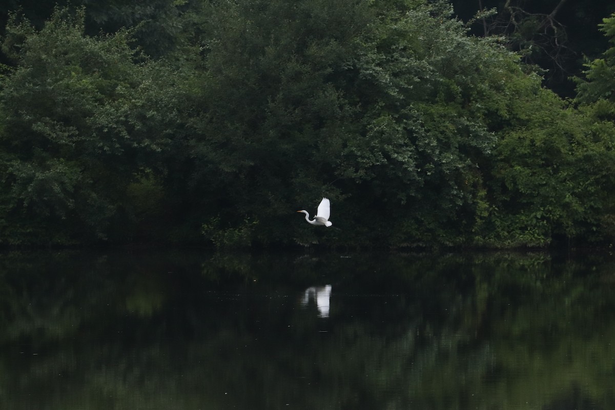 Great Egret - Rob Helwig