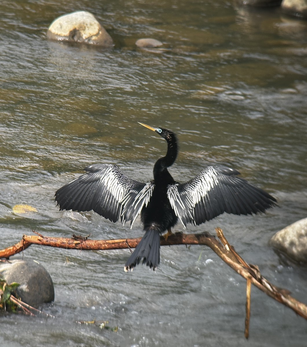 Anhinga - ML623909491