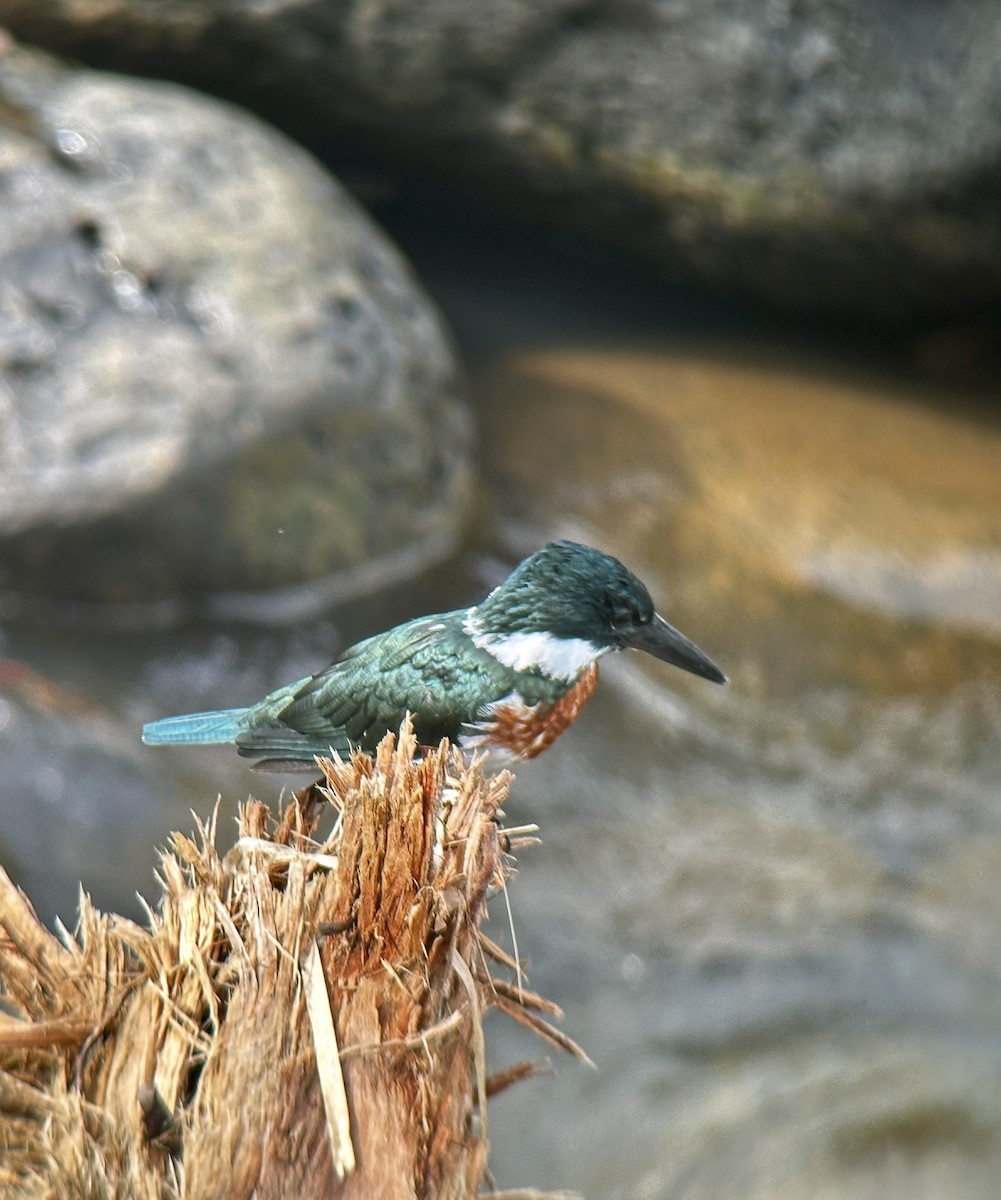 Amazon Kingfisher - ML623909494