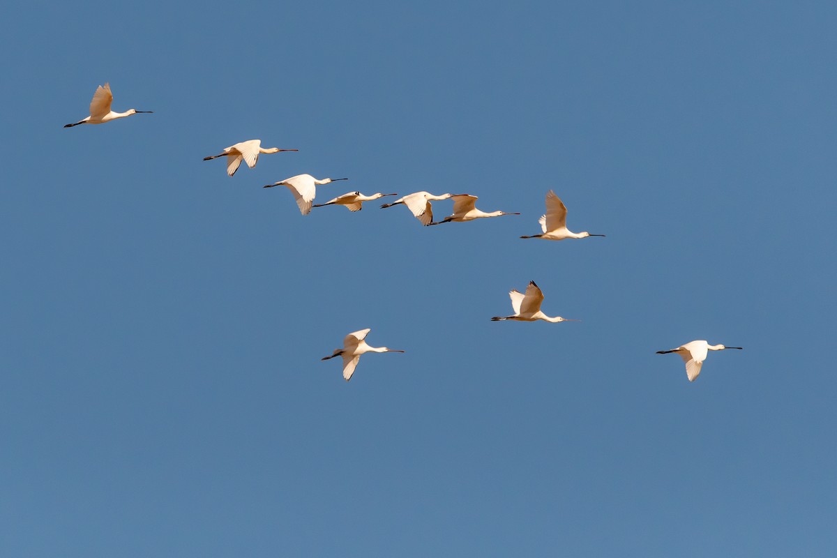 Eurasian Spoonbill - Jorge Crespo Pérez