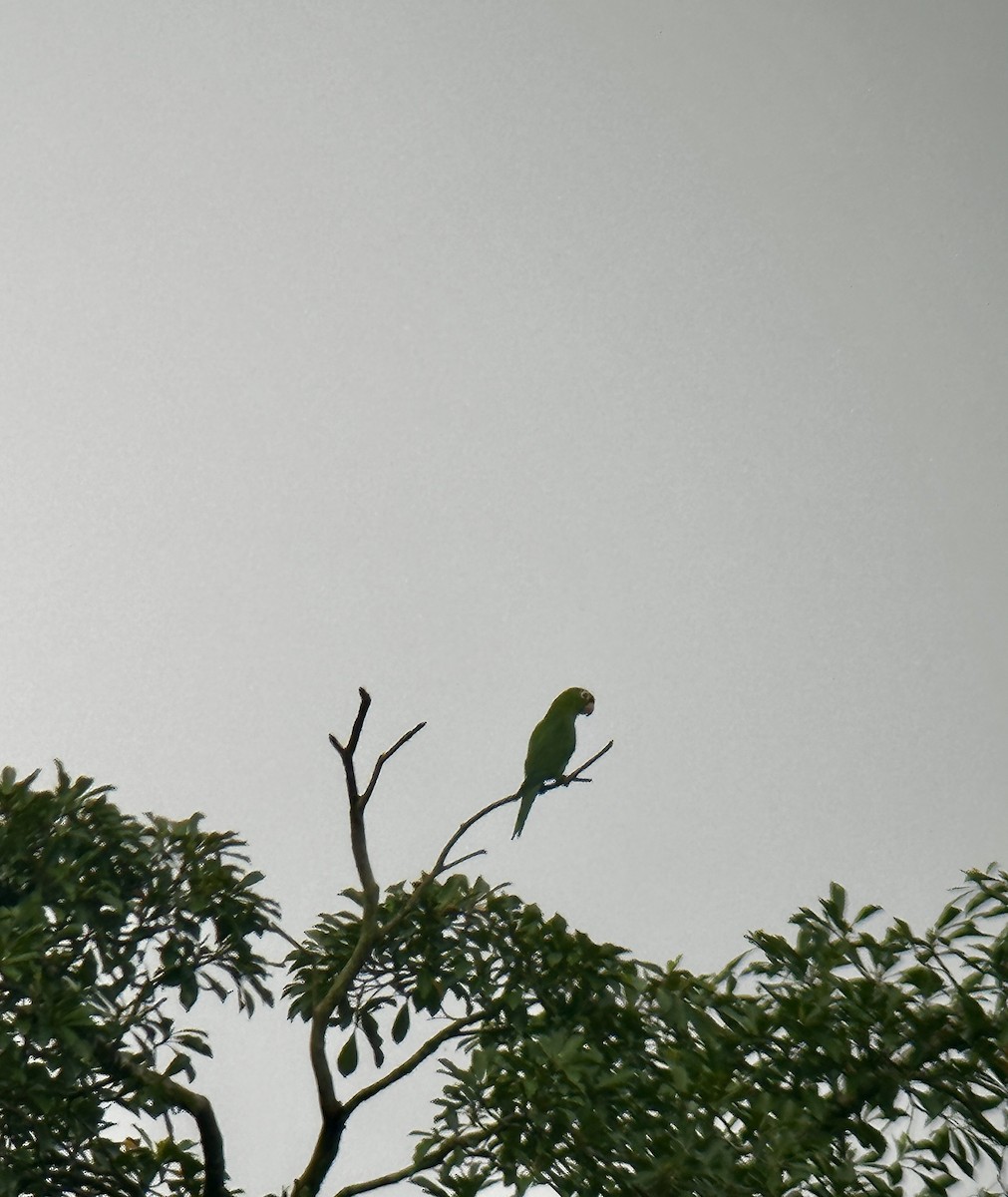 Crimson-fronted Parakeet - ML623909503