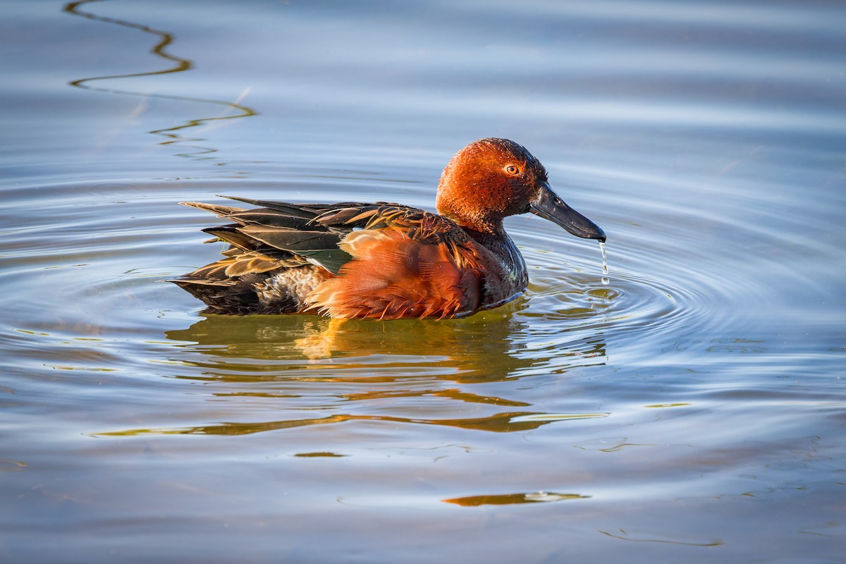 Cinnamon Teal - ML623909521