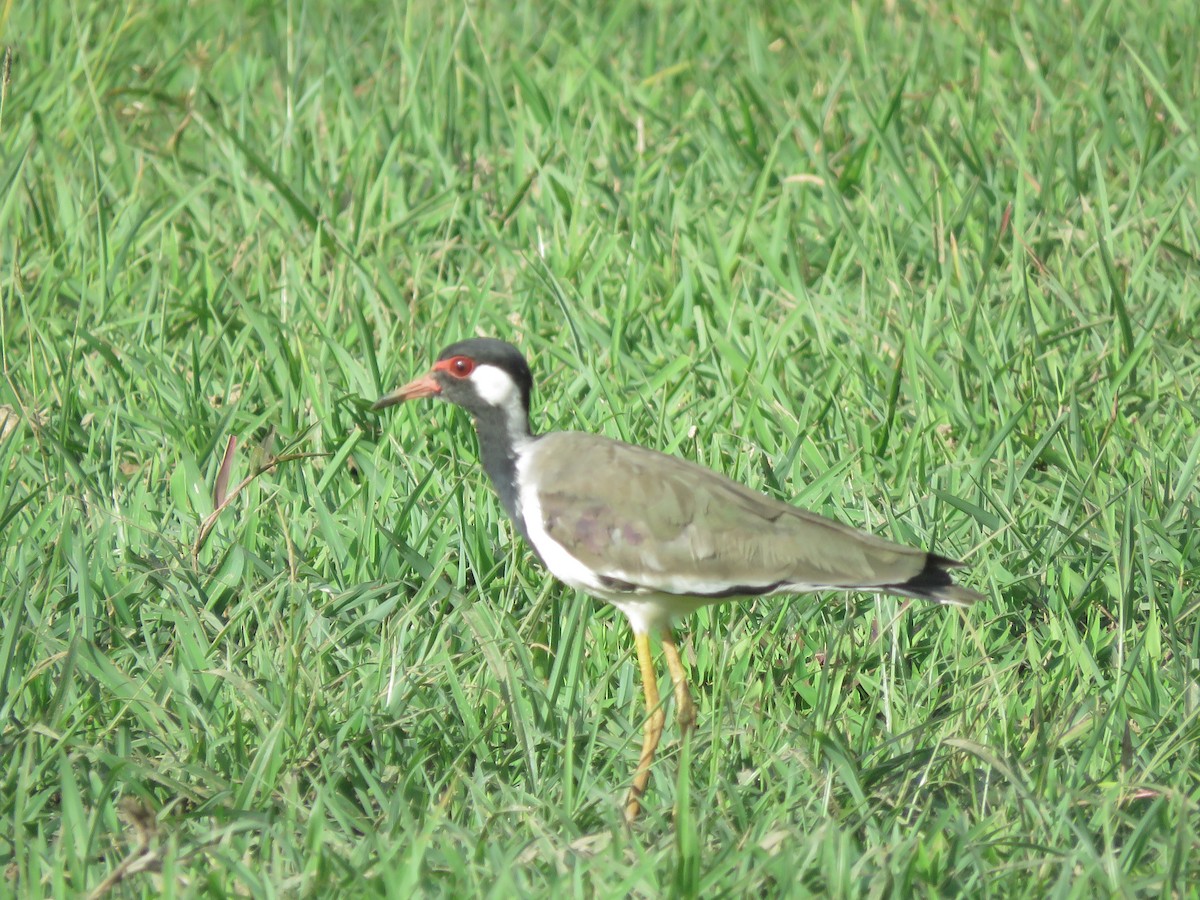 Red-wattled Lapwing - ML623909532