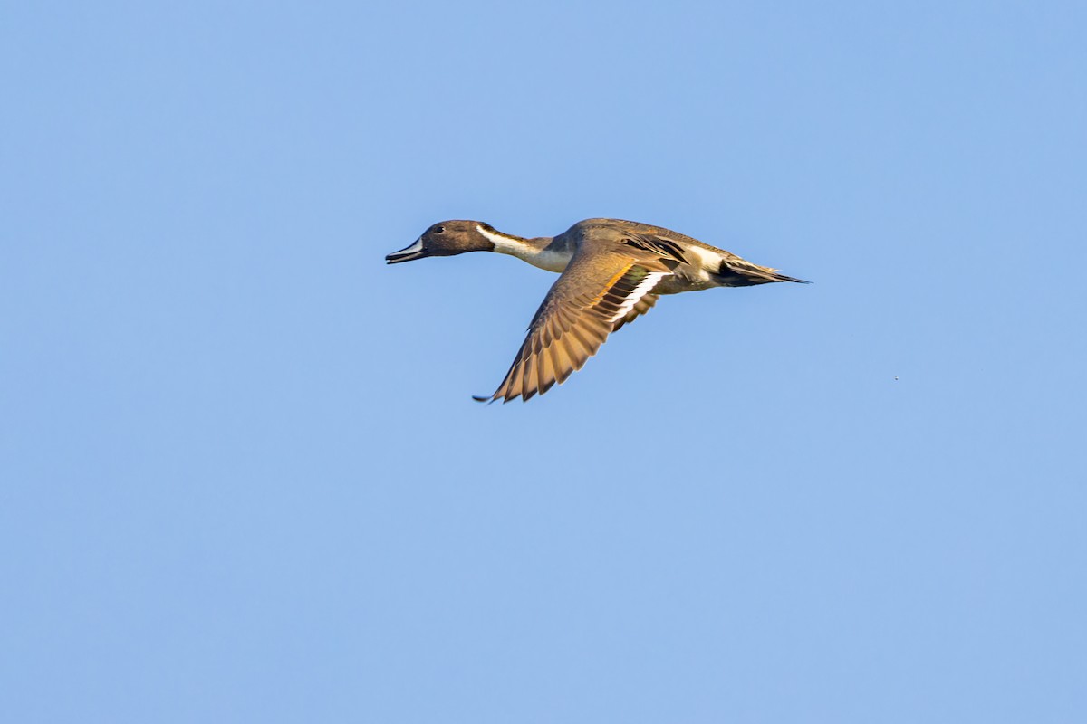 Northern Pintail - ML623909533