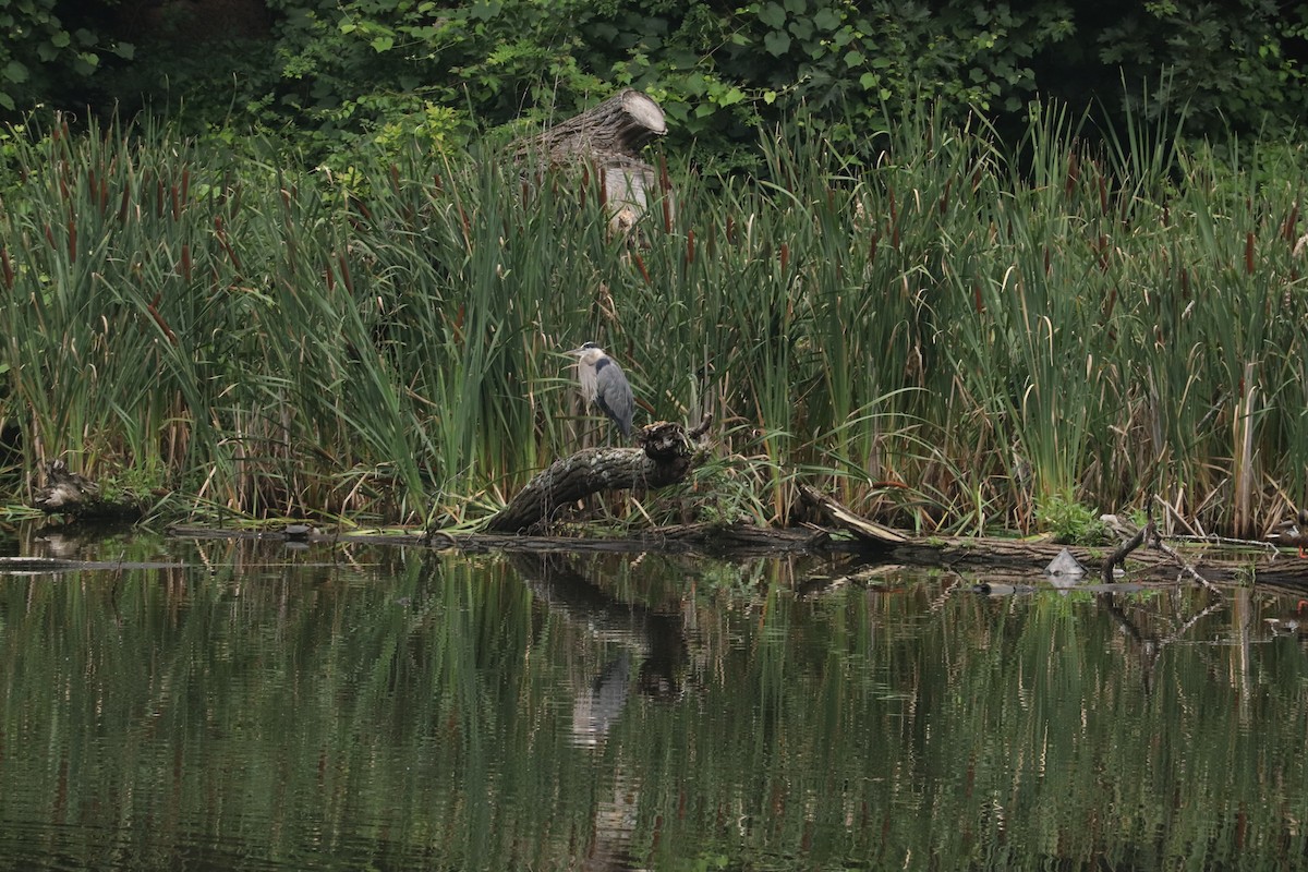 Great Blue Heron - ML623909534