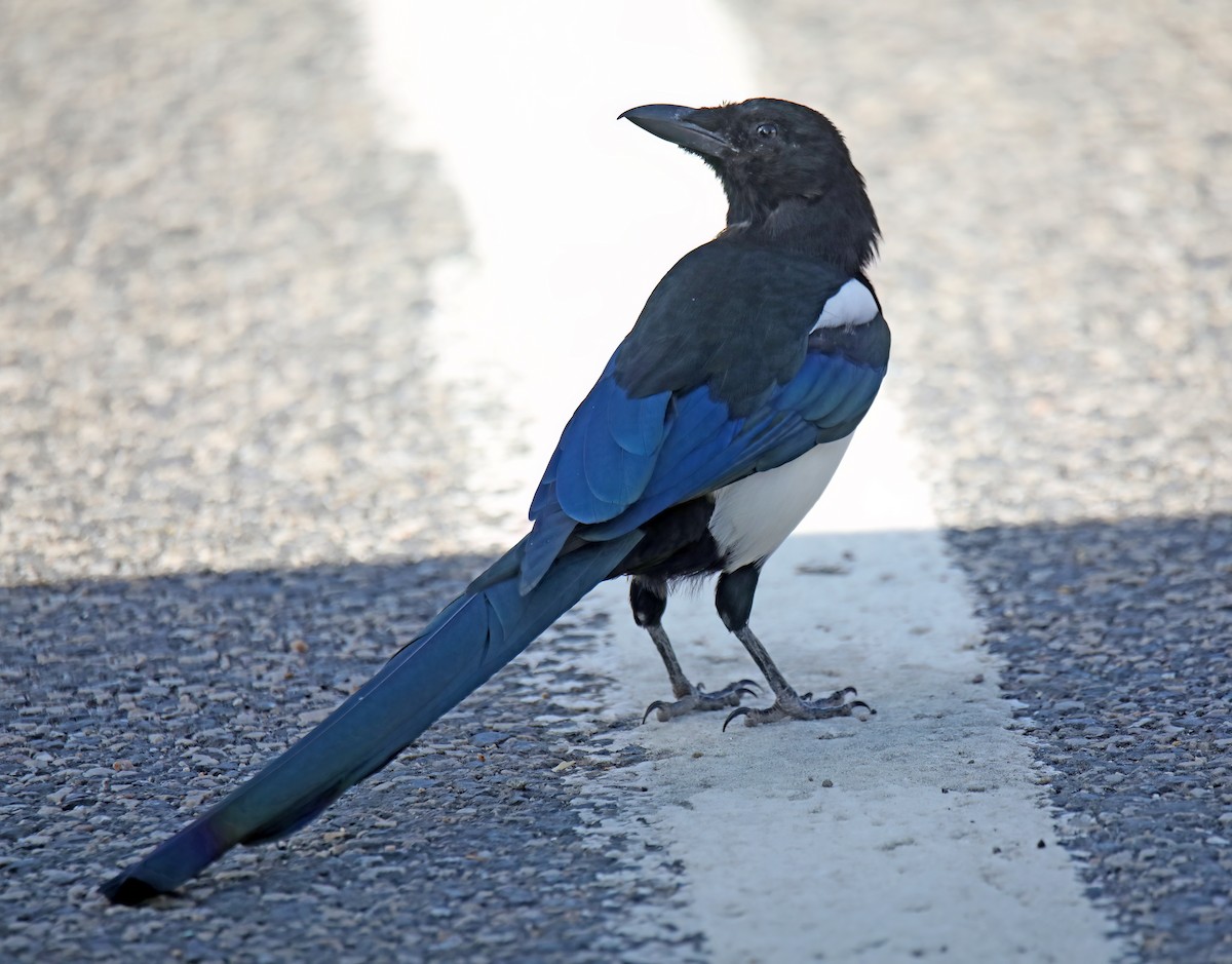 Black-billed Magpie - ML623909540