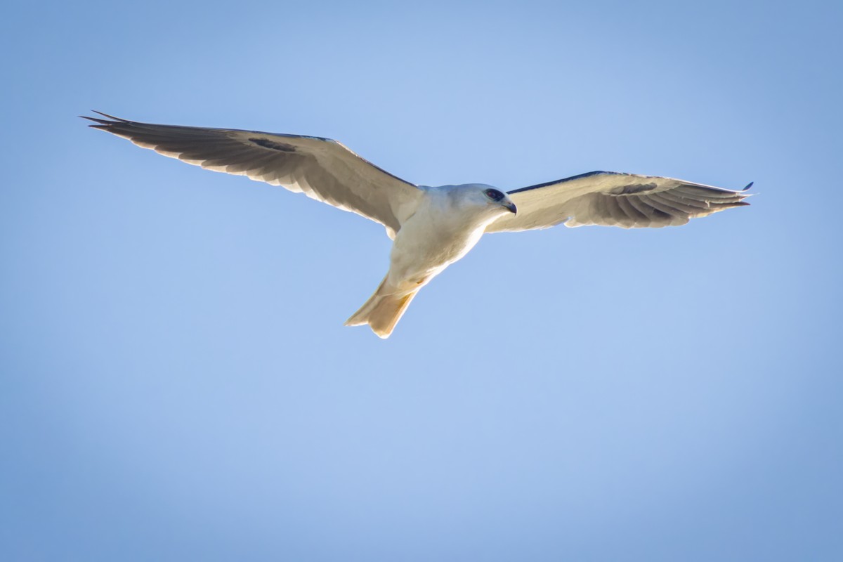 White-tailed Kite - Steve Franklin